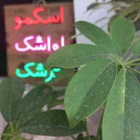 تابلوسازی انواع حروف برجسته، نئون، کارت ویزیت|خدمات پیشه و مهارت|رشت, دیلمان|دیوار