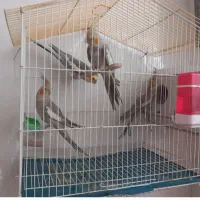 عروس هلندی