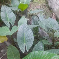 گل طبیعی بابا آدم|گل و گیاه طبیعی|آمل, |دیوار