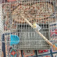 عروس هلندی نر سینامون|پرنده|شیراز, گلکوب|دیوار