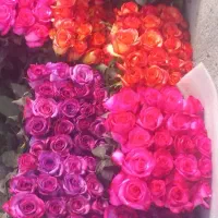 استخدام نیرو/ کارگر در گلخانه شاهنامه