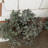 گل حسن یوسف قرمز