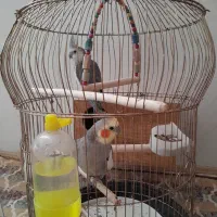 عروس هلندی