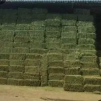 خوراک دام|لوازم جانبی حیوانات|میاندوآب, |دیوار