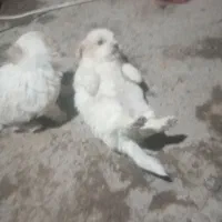 توله سگ|سگ|بم, |دیوار