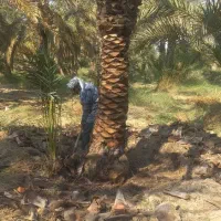 خدمات باغبانی تخصصی، باغچه و گلدان تضمینی|خدمات باغبانی و درختکاری|اهواز, کوی شاهد|دیوار