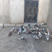 فروشی یک لونه عرب