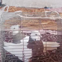 سلام کبوتر سالم