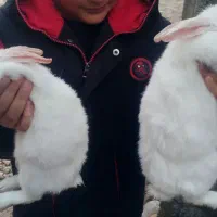 خرگوش سفید معاوضه با کبوتر|موش و خرگوش|نورآباد ممسنی, |دیوار