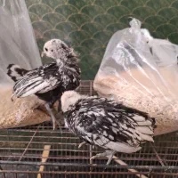 دوتا جوجه سبرایت|حیوانات مزرعه|اردکان, |دیوار