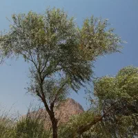 ساعت مردانه