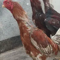 جوجه خروس لاری ده ماهه