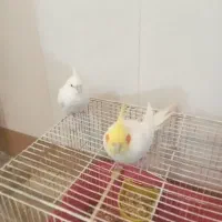 عروس هلندی نر سوخت گو وکامل دستی مست مست|پرنده|اندیمشک, |دیوار