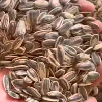 استاد شورکاری
