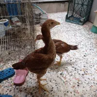 مرغ و خروس لاری