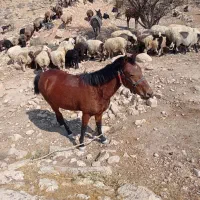 فروش اسب|اسب و تجهیزات اسبسواری|فیروزآباد (فارس), |دیوار