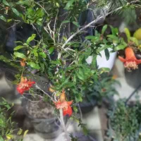 شارژ جدید گلهای گلکده ی ارکیده...|گل و گیاه طبیعی|سنقر, |دیوار