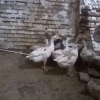 قاز