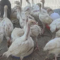 بوقلمون بیوتی 6