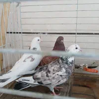 10 عدد کبوتر غریبگیری همه باهم یک میلیون دیویست|پرنده|ماهدشت, |دیوار