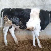 گاو شیری وگوساله