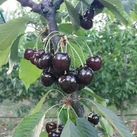 گیلاس درجه 1