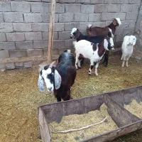 پنج بز خوب دهن جور همه آبستن یکی با بزغاله|حیوانات مزرعه|چهاربرج, |دیوار