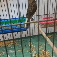 قناری ماده|پرنده|قدس, شهرک فرزان|دیوار