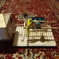 یک جفت مرغ عشق نر و ماده|پرنده|تهران, ارجمندی راد|دیوار