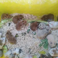 ۲۵ عدد همستر مولد|موش و خرگوش|تهران, پیکان شهر|دیوار