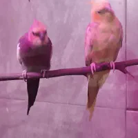 عروس هلندی|پرنده|شیراز, دروازه قران|دیوار