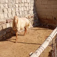 مغان درج یک|حیوانات مزرعه|صحنه, |دیوار