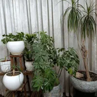 چند عدد گلدان اپارتمانی