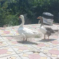 غاز محلی نر و ماده معاوضه با مرغ و خروس