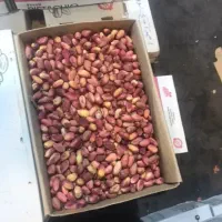 اجاره باغ شما با قیمت مناسب
