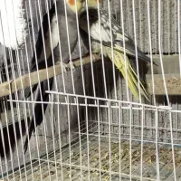 عروس هلندی،سرلاکی،دونخور،بالغ و جفت،اب پخش|پرنده|آبپخش, |دیوار