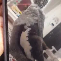 گمشده عروس هلندی مژدگانی|پرنده|الوند, |دیوار