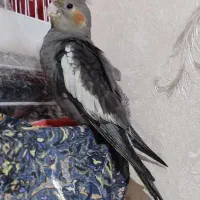 دو عدد جوجه عروس هلندی ۲۵روزه و ۳ماه