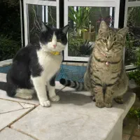 واگذاری گربه