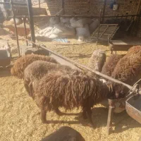 بره ماده شال پشند|حیوانات مزرعه|بشاریات, |دیوار