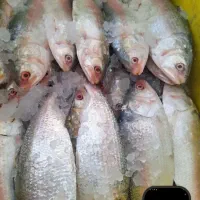 پخش ماهی دریایی و پرورشی درجه یک|ماهی|اهواز, کمپلو جنوبی|دیوار