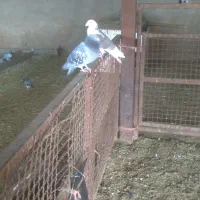 تعدادی کبوترپرشی.|پرنده|گلپایگان, |دیوار