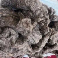 پشم گوسفند تمیز