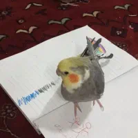 عروس هلندی|پرنده|قم, آزادگان|دیوار