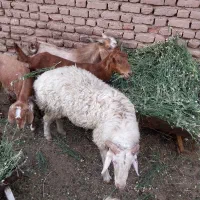 گوسفند. بره و کره