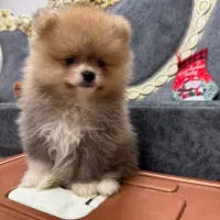 پامرانین|سگ|قائم‌شهر, |دیوار