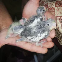 طوطی برزیلی عروس گیرینچیک مرغ عشق سرلاک طوطی|پرنده|قزوین, |دیوار