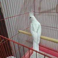 ماده عروس دوکت پروانه رام ودستی