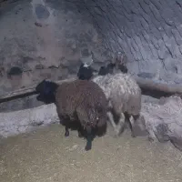 حیوانات اهلی