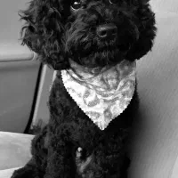 پودل عروسکی مشکی